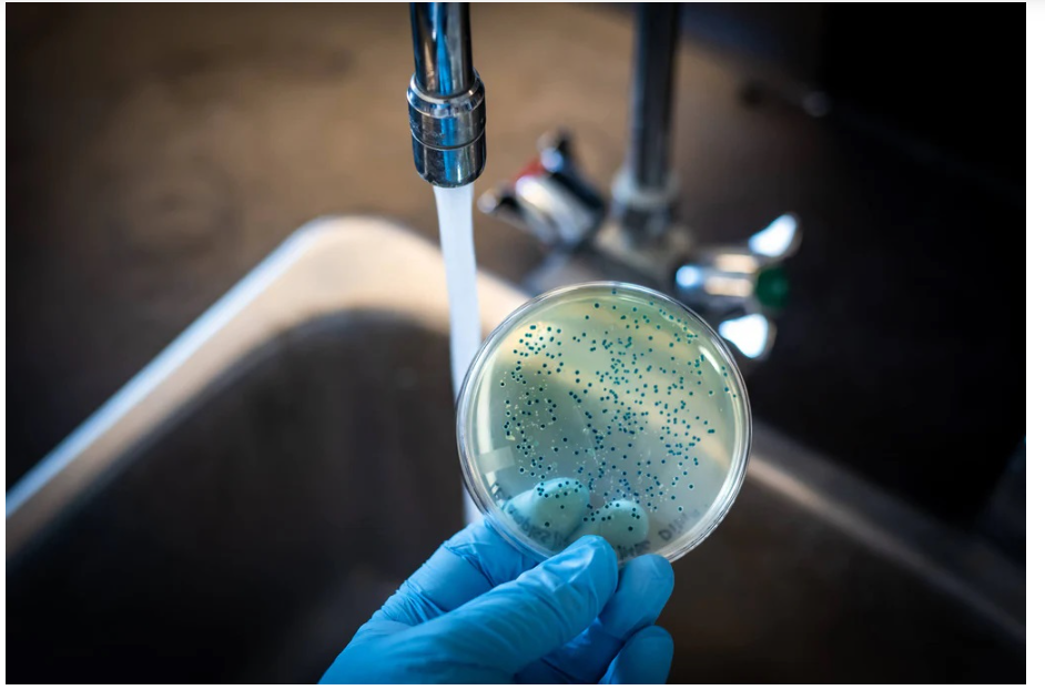 Analysis coliform and escherichia coli in non dairy creamer